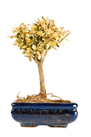 A shriveled bonsai tree in pot isolated on whiteの写真素材