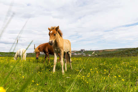 Icelandic foal in pasture in Icelandの写真素材