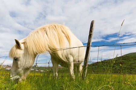 Icelandic horse grazing green grass in summerの写真素材