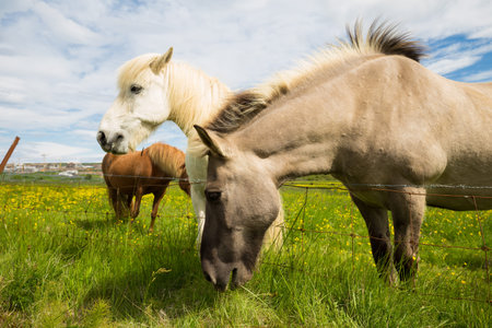 Icelandic horses grazing in summerの写真素材