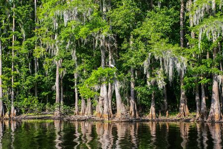 Swamp forest with trees reflecting in the waterの写真素材