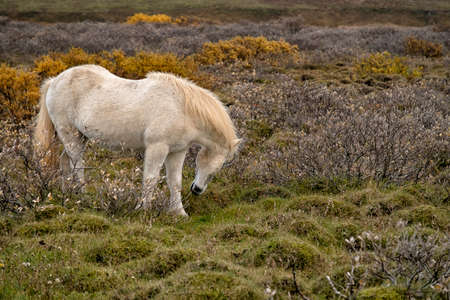 White Icelandic horse grazing in a field in autumnの写真素材