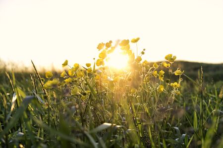 Yellow buttercup flowers shot at sunset with the sun backlighting the flowers, warm summer feelingの写真素材