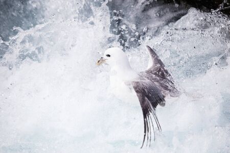 Baby northern fulmar in trouble in the ocean waves of the Iceland coast after leaving the nestの写真素材