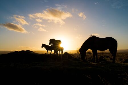 Icelandic horses in a field shot in the golden hour at sunrise with sun backlighting themの写真素材