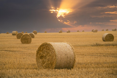 Harvested field with straw bales at sunset. Rural landscape