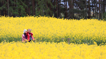 A woman and a girl admiring beauty of canola field