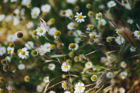 A close up of a field flowersの写真素材