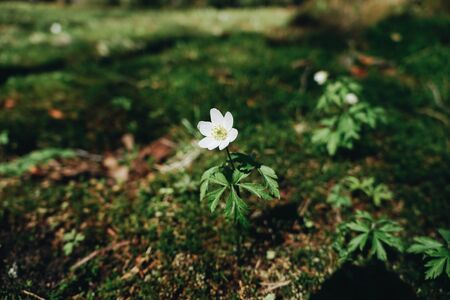 A close up of a flower garden snowdropの写真素材