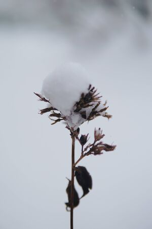 Summer flower under the snowの写真素材