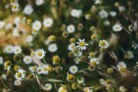 A close up of a field flowersの写真素材