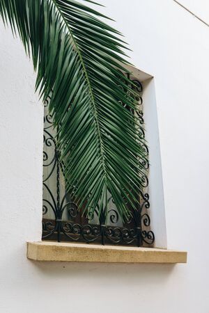 A palm tree under windowの写真素材