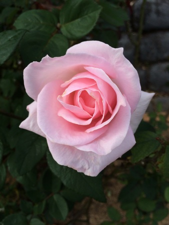 Pink roseの素材