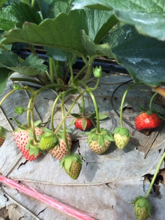 Strawberry treeの素材