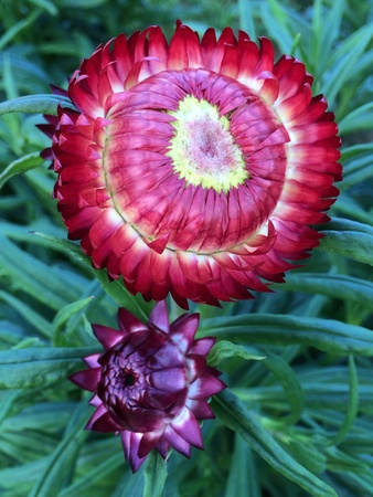 Straw flowerの素材