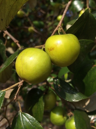 Jujube fruitの素材