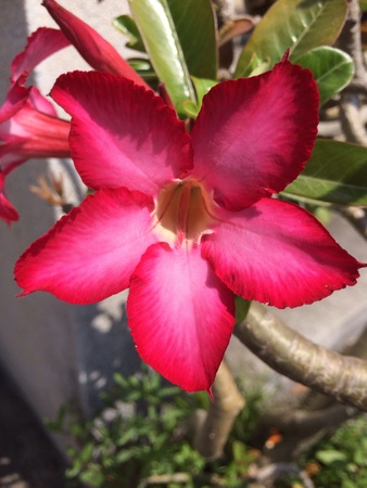 Pink flowerの素材