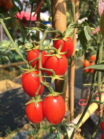 Red tomatoesの素材