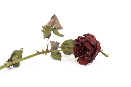 Dry rose isolated on white backgroundの写真素材