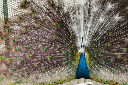 Peacock with spread feathersの写真素材