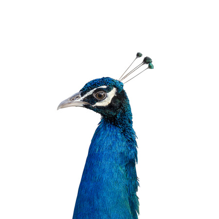 Closeup of a blue indian peacock headの写真素材