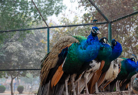 Peacocks sitting in a zooの写真素材