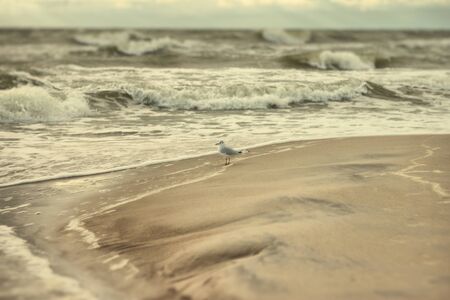 a seagullの写真素材