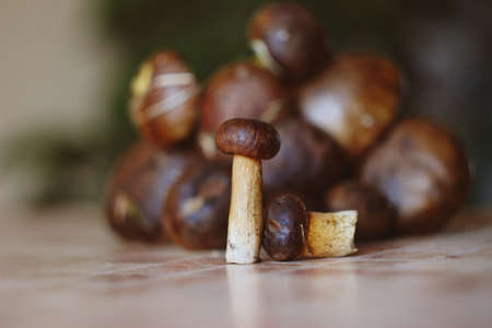 mushroomsの写真素材