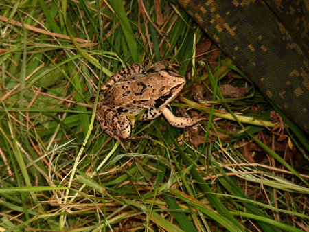 earthen frog prepared to jumpの写真素材