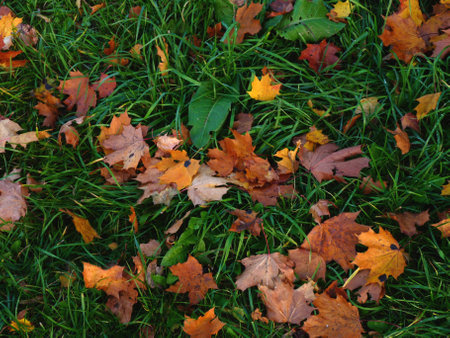 Fallen leaves on the grassの写真素材