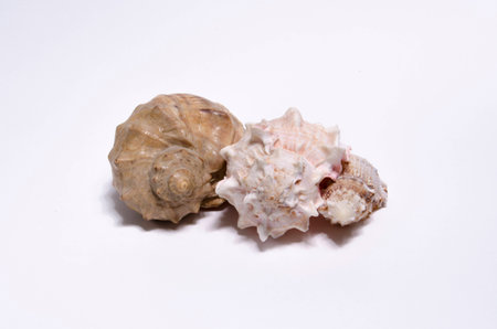 shells from the southern seasの写真素材