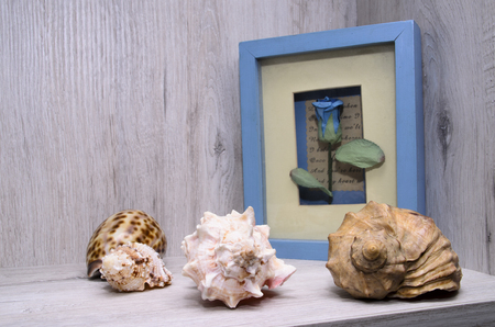 shells and volumetric imageの写真素材