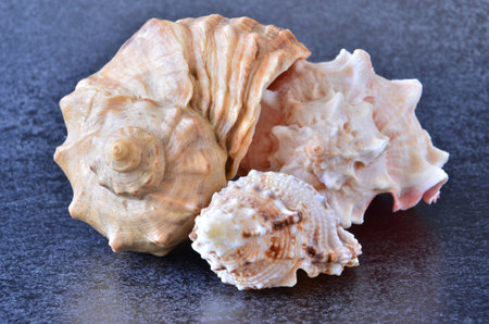 sea souvenirsの写真素材
