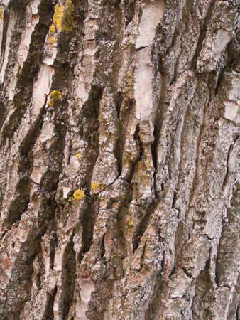 bark of treeの写真素材