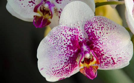 orchid flowerの写真素材