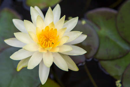 White Lotusの写真素材