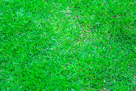Grassy Floorの写真素材