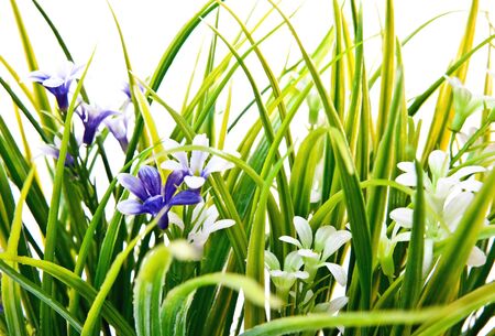 Green grass and small flowers isolated on white backgroundの写真素材
