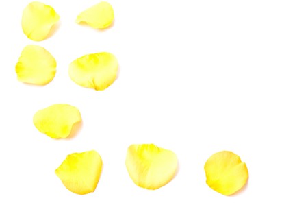 Yellow petals from rose isolated on white backgroundの写真素材