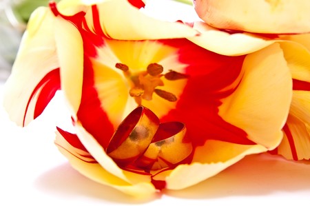 Gold rings in tulip isolated on whiteの写真素材