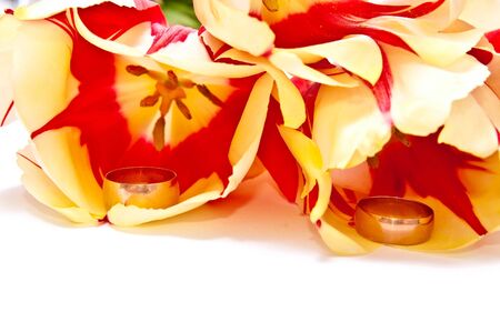 Two gold rings in tulip isolated on whiteの写真素材