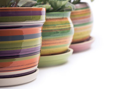 Potted violets in a row. White background