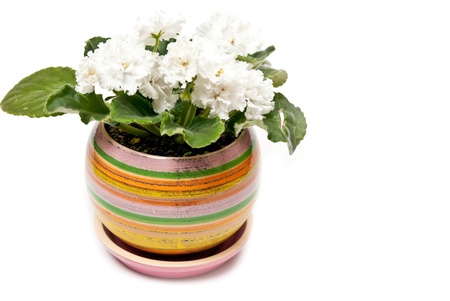 Potted white violet. Isolated on white backgroundの写真素材