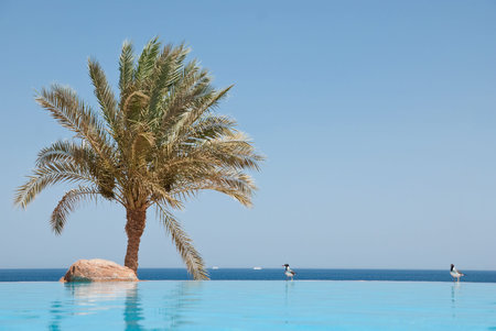 Seagulls on the pool and sea beach.の写真素材