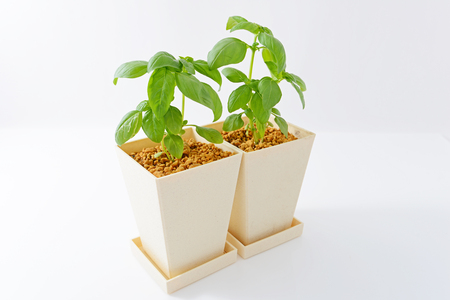 House plantsの写真素材