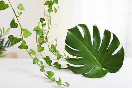 Leaf of Monstera deliciosaの写真素材