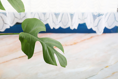 Leaf of Monstera deliciosa.の写真素材