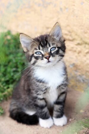Funny cute gray kitten sits on the ground and sniffsの写真素材