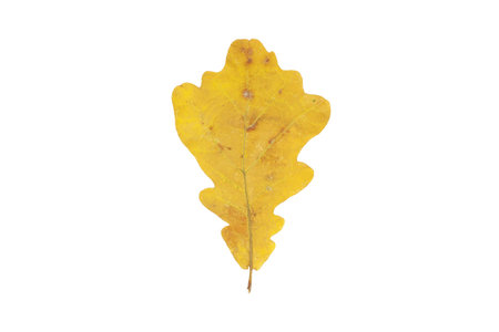 Isolated beautiful autumn yellow oak leaf in October