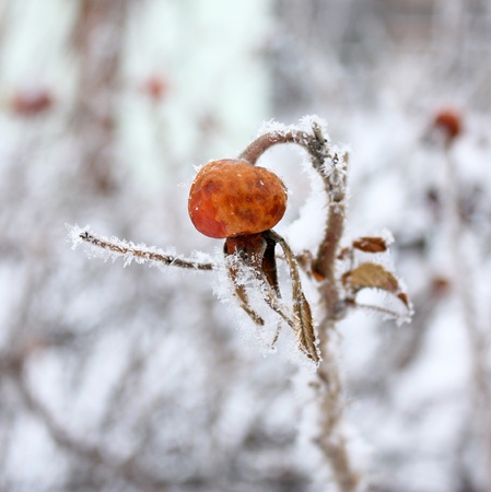 Lonely dogrose in hoarfrost in the winterの写真素材